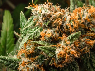 Buy Orange Berry Marijuana Strain